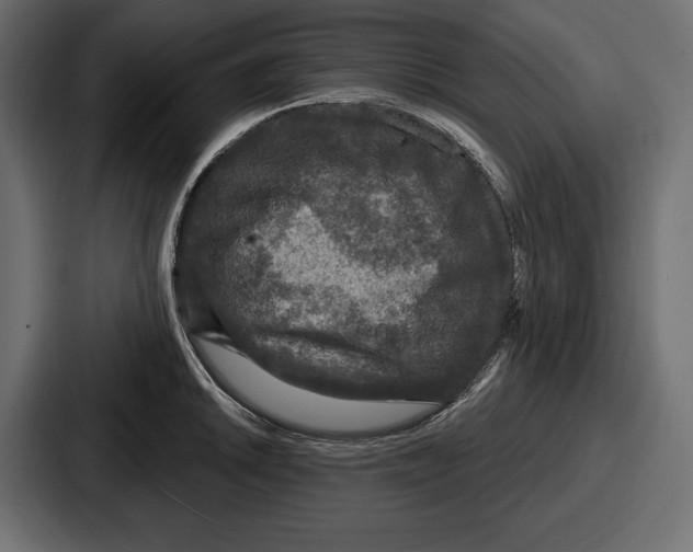 X0000086731046200705111611