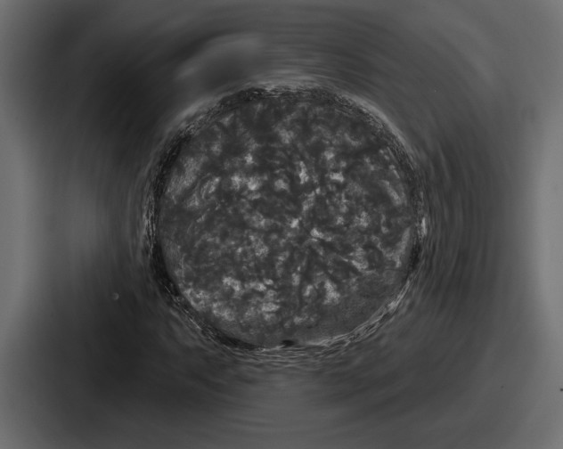 X0000086731063200705111610