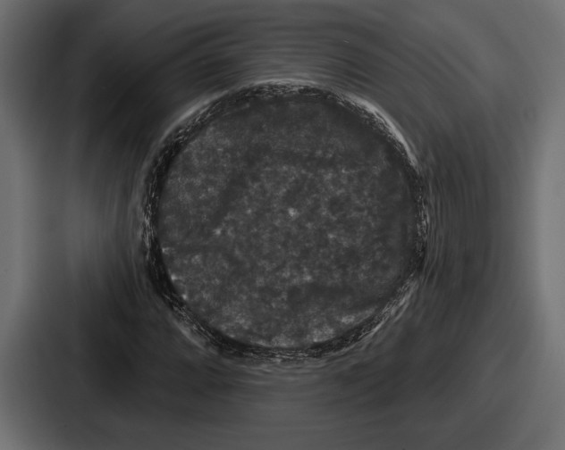 X0000086731064200705111610