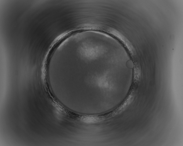 X0000086731074200705111610