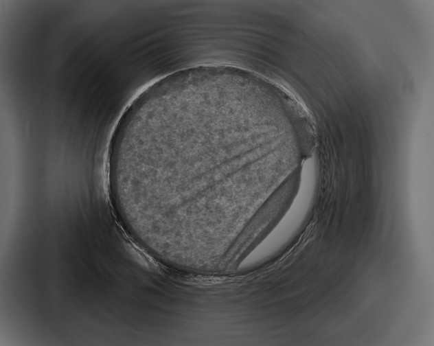 X0000086731076200705111610