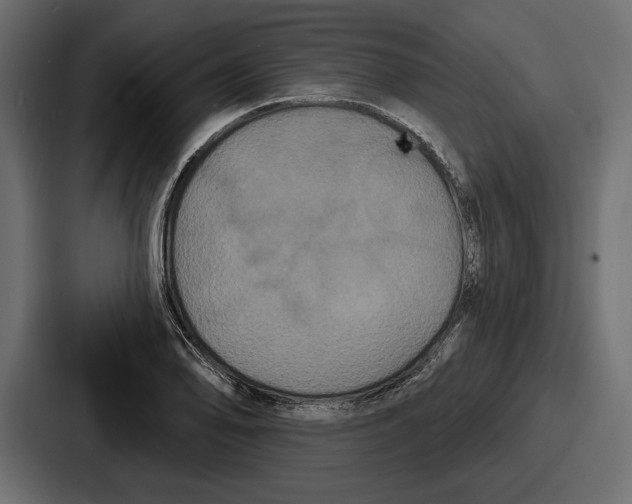 X0000086731078200705111610