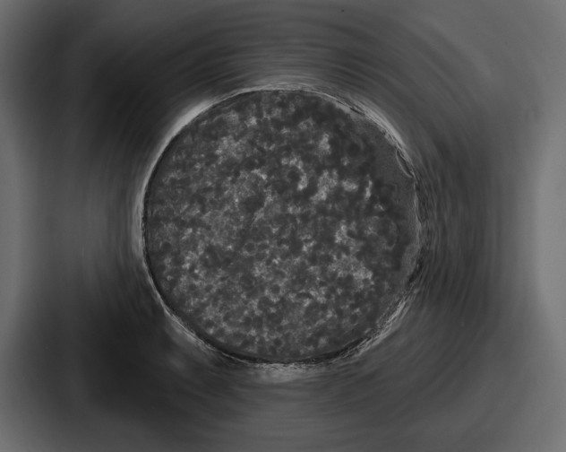 X0000086731087200705111610