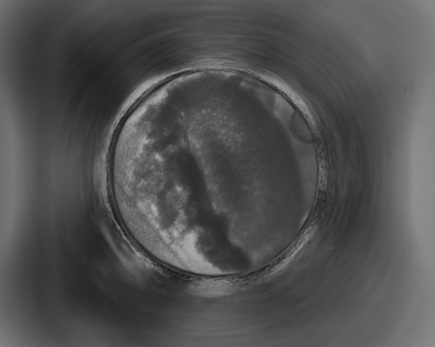 X0000086731094200705111610