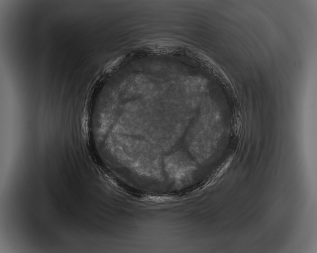 X0000086731108200705111609