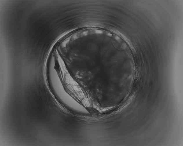X0000086731125200705111609
