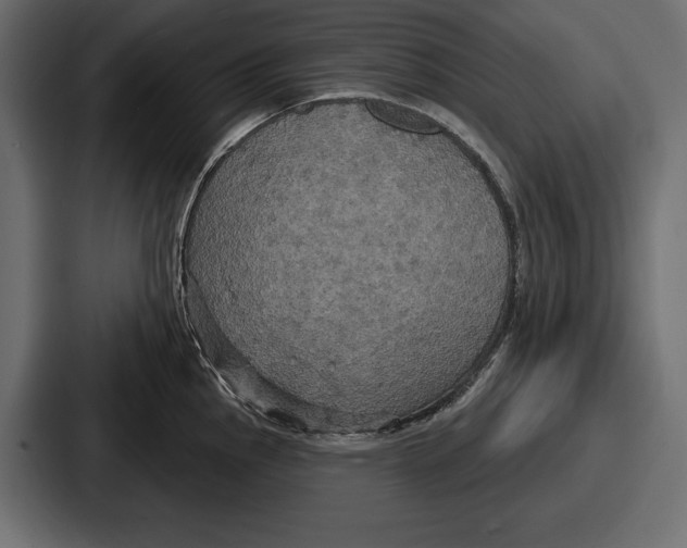 X0000086731145200705111610
