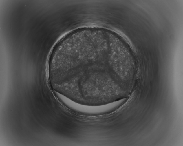 X0000086731224200705111608
