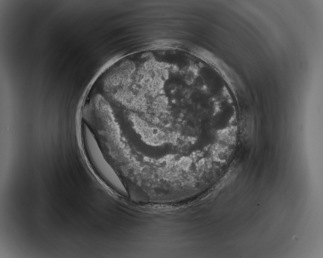 X0000086731235200705111608