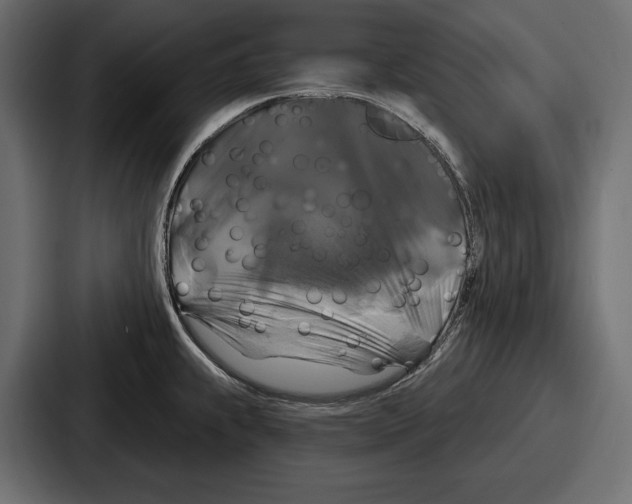 X0000086731239200705111608
