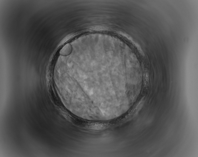 X0000086731266200705111608