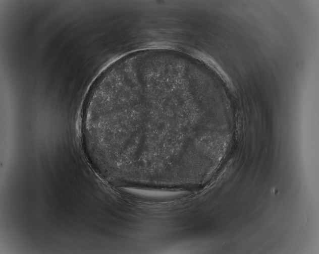 X0000086731268200705111608