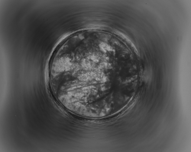 X0000086731275200705111607