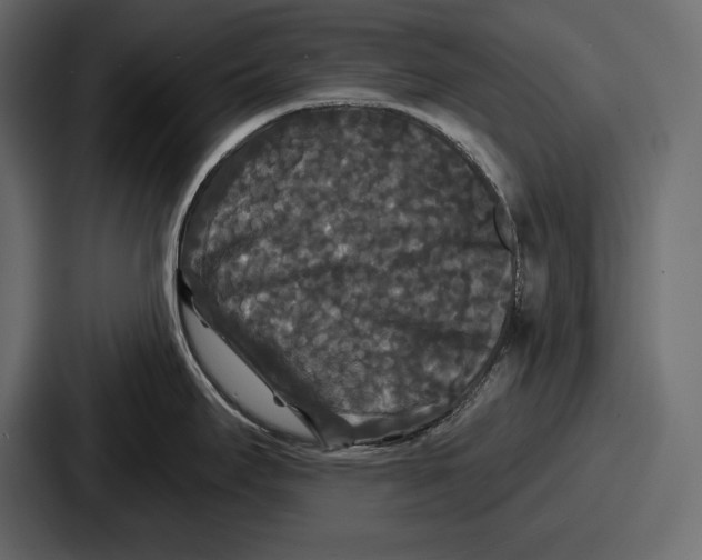 X0000086731295200705111607