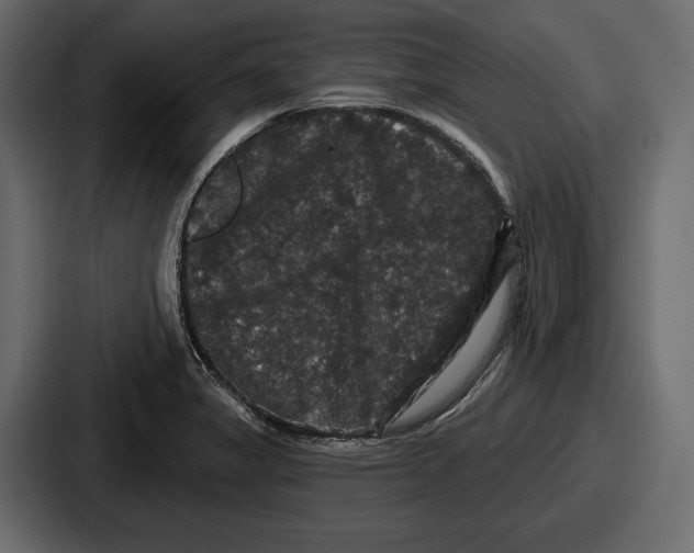 X0000086731325200705111607