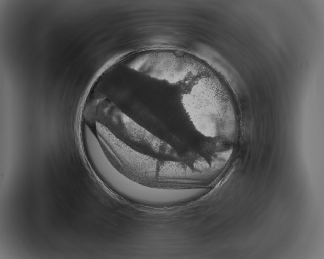 X0000086731333200705111607