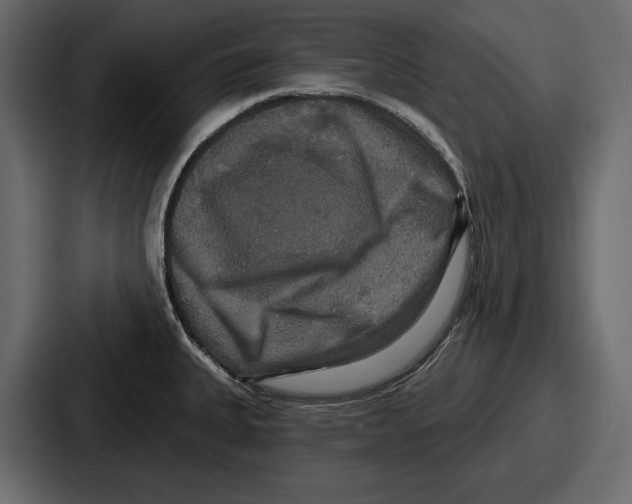 X0000086731335200705111607