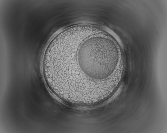 X0000086731338200705111607