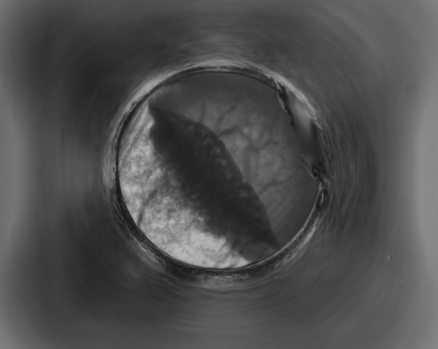 X0000086731367200705111606
