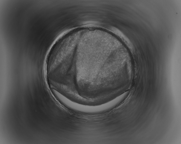 X0000086731376200705111606