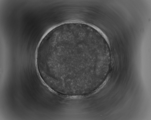 X0000086731390200705111606