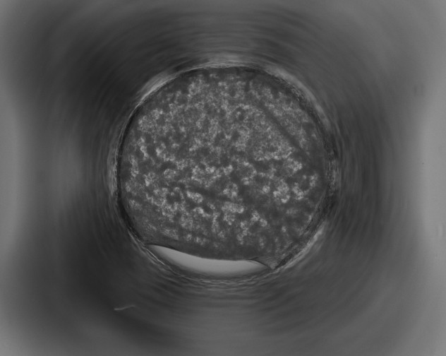 X0000086731409200705111606