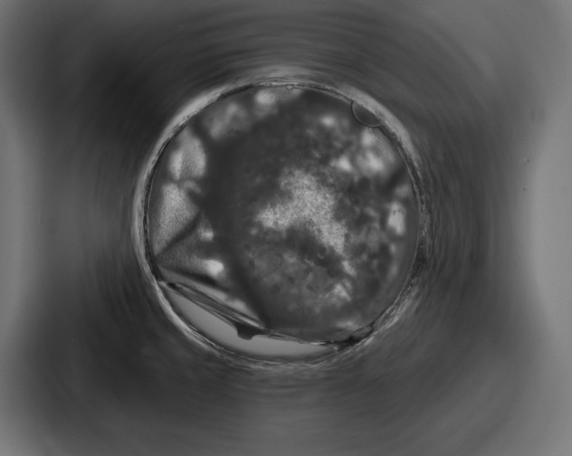 X0000086731429200705111606