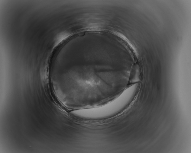 X0000086731450200705111605