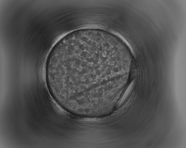 X0000086731468200705111605