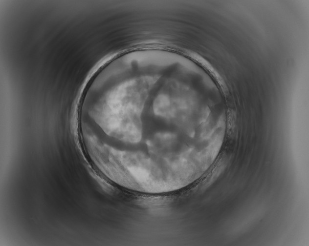 X0000086731474200705111605
