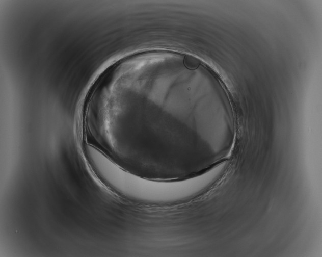 X0000086731515200705111604
