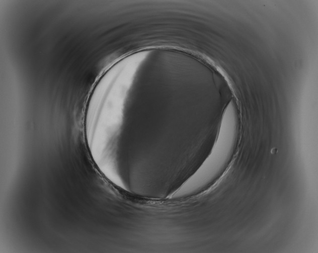 X0000086731529200705111605