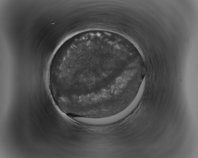 X0000086731531200705111605