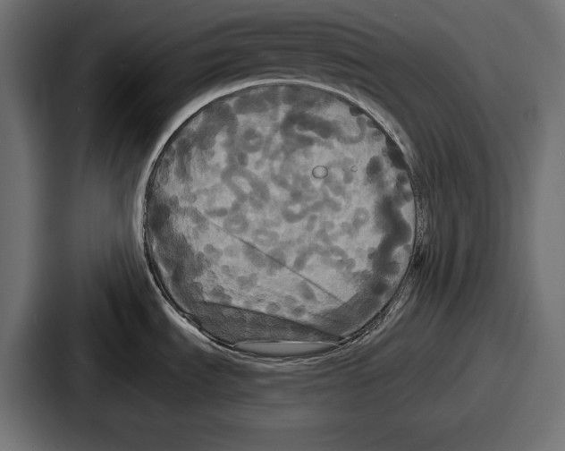 X0000086731535200705111605