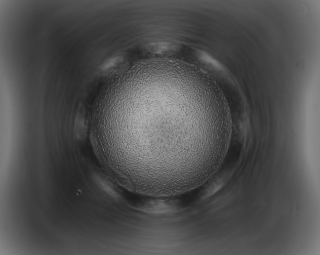 X0000086740558200704131131