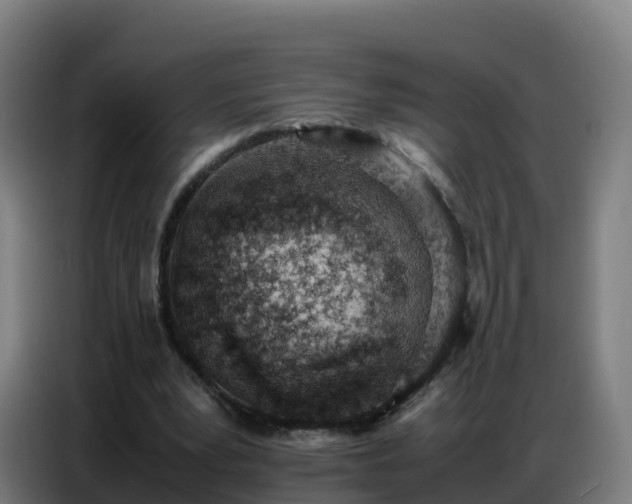 X0000086740391200704201710