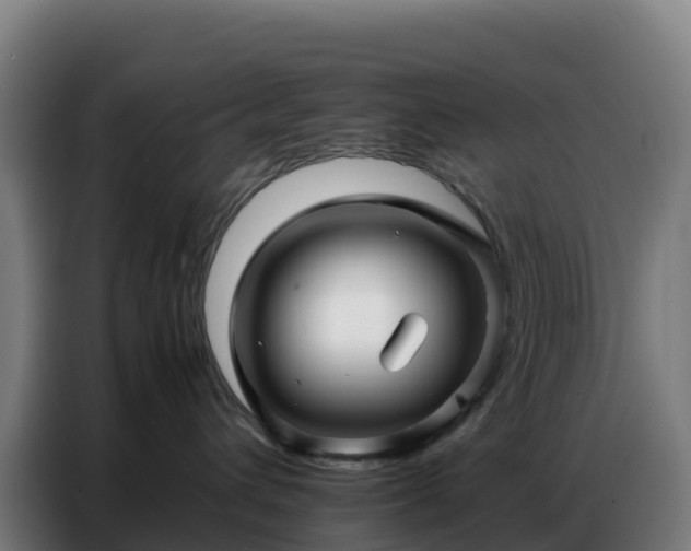 X0000086740432200704201709