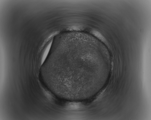 X0000086740444200704201709