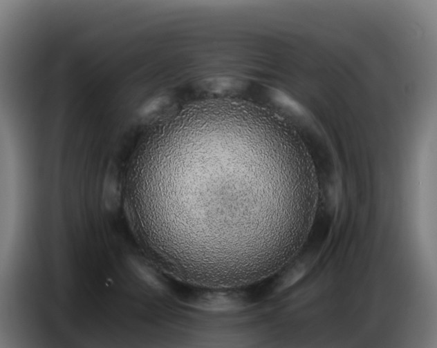 X0000086740558200704201708