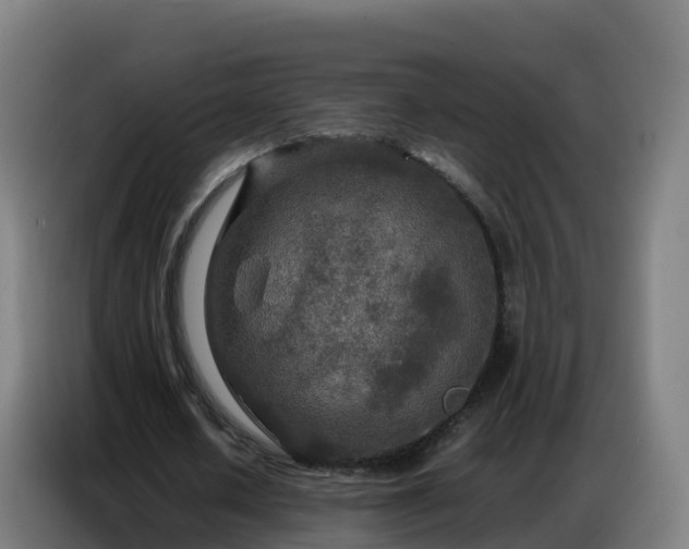 X0000086740626200704201706