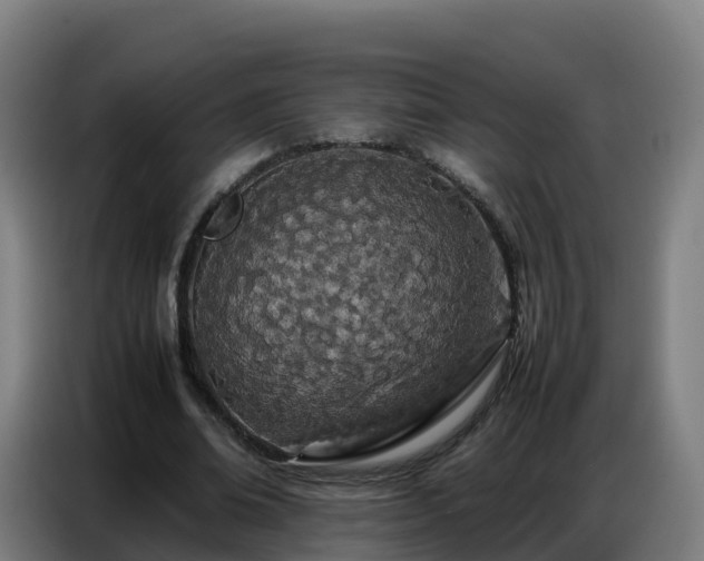 X0000086740678200704201706