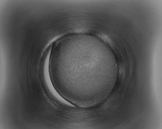 X0000086740684200704201706