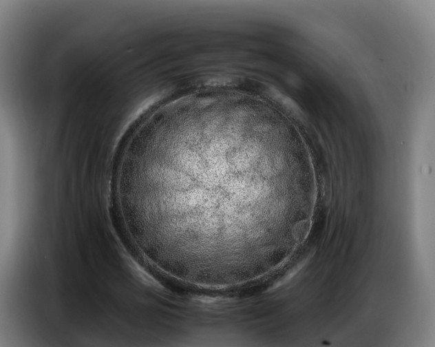 X0000086740725200704201705