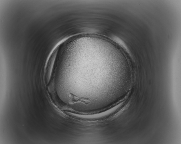 X0000086740924200704201703