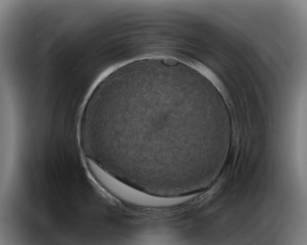 X0000086740958200704201703