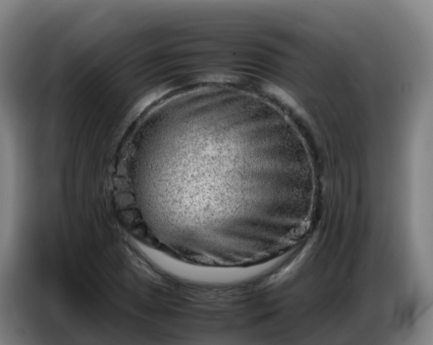 X0000086741025200704201701