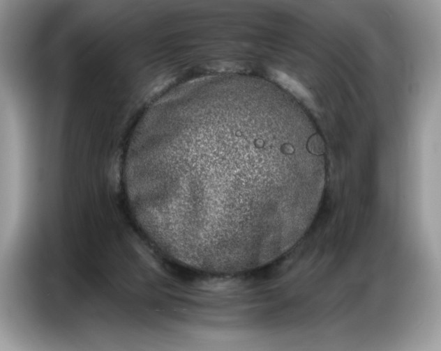 X0000086740065200704271658