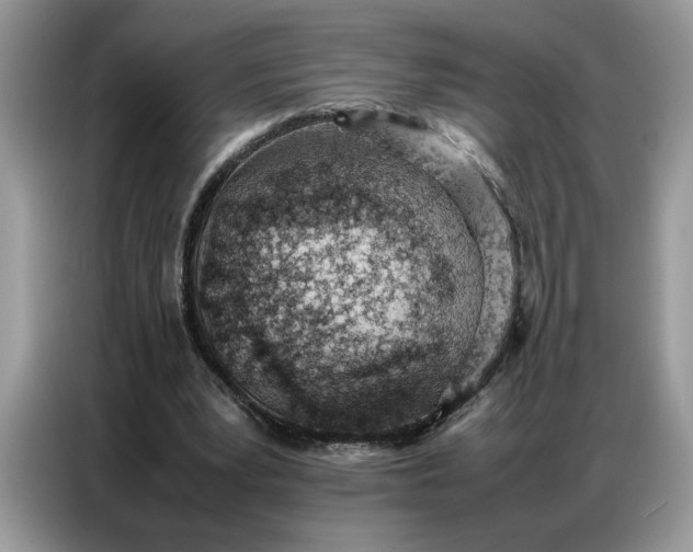 X0000086740391200704271654