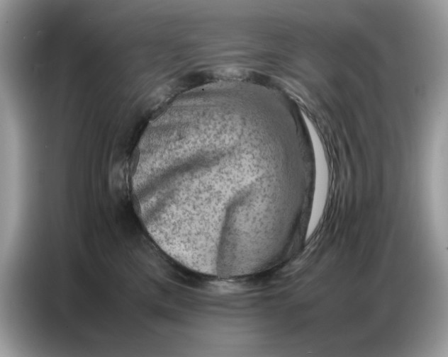 X0000086740425200704271654