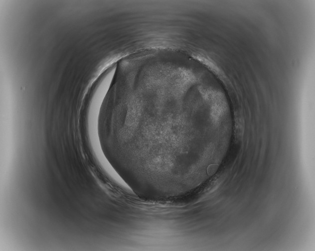 X0000086740626200704271651